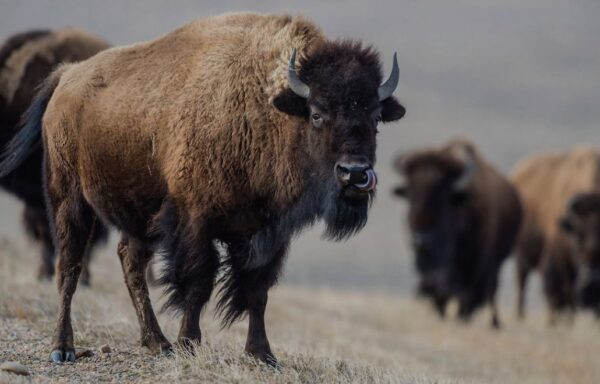South Park Bison Meat Hunt